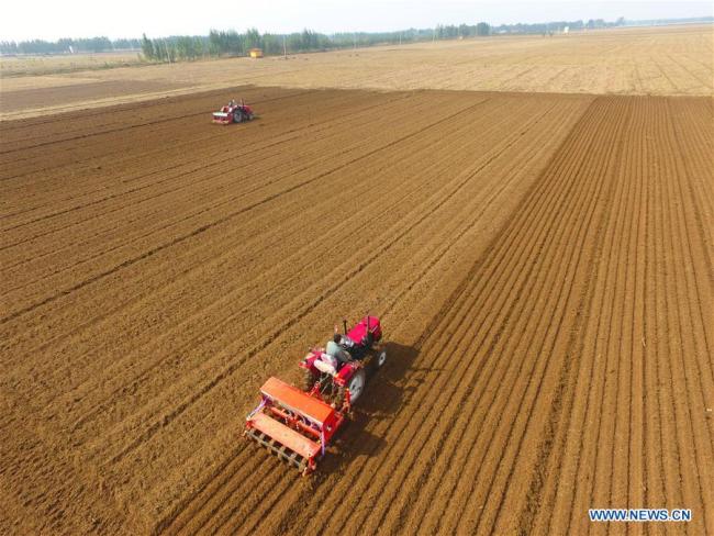  Des agriculteurs ensemencent un champ de blé à Liaocheng, dans la province chinoise du Shandong (est), le 11 octobre 2017. (Photo : Zhao Yuguo)