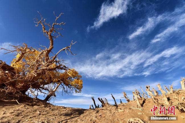 La forêt de peupliers à feuilles de formes variées à Golmud, dans la province de Qinghai (ouest), est célèbre en tant que « forêt du genre à la plus haute altitude du monde », et est devenue une attraction de choix pour les touristes et les photographes, particulièrement en automne.