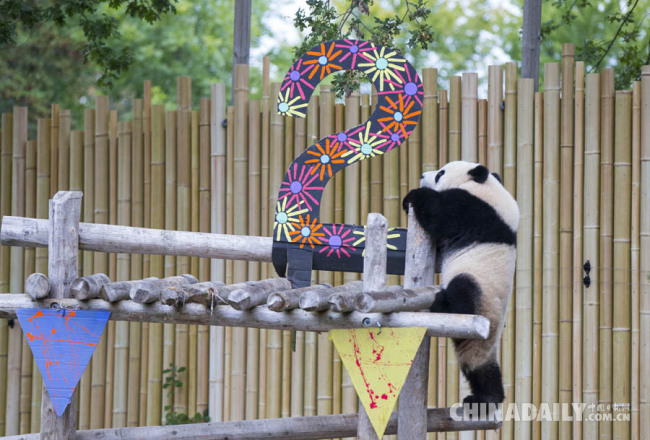 Le pandas géant Jia Panpan participe à la célébration de son anniversaire. Photo prise le 13 octobre, au zoo de Toronto, au Canada. 
