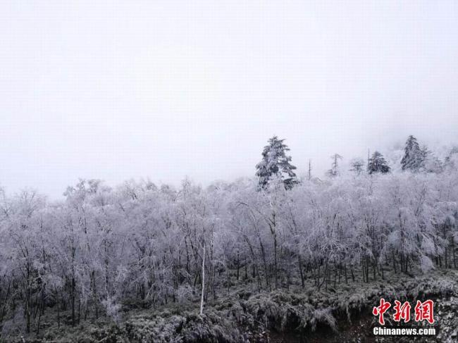 La première neige de cette année est tombée mercredi au site touristique de la rivière Laba à Ya’an, dans la province du Sichuan (sud-ouest). Photo prise le 22 novembre, montrant deux cerfs sauvages dans les forêts enneigés du mont Erlang.