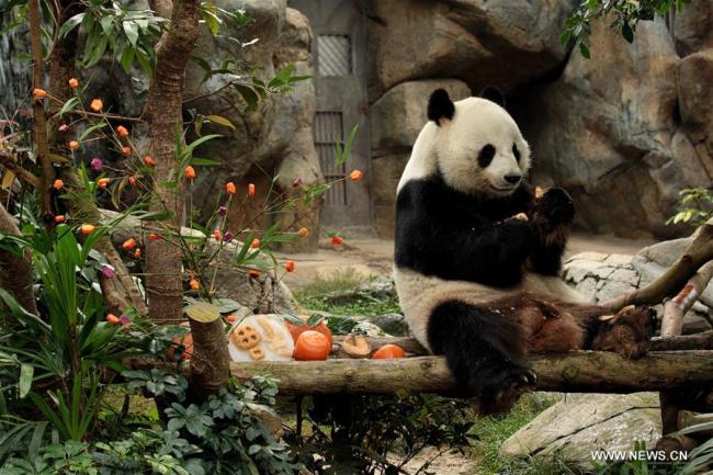 Le panda géant "Le Le" mange son repas de la fête du Printemps au Parc océanique de Hong Kong, le 16 janvier 2017. Des éleveurs ont préparé pour Le Le un repas du Nouvel An comprenant des patates douces, des pommes de terre violettes, des carottes et des pousses de bambou. (Xinhua/Wang Xi)