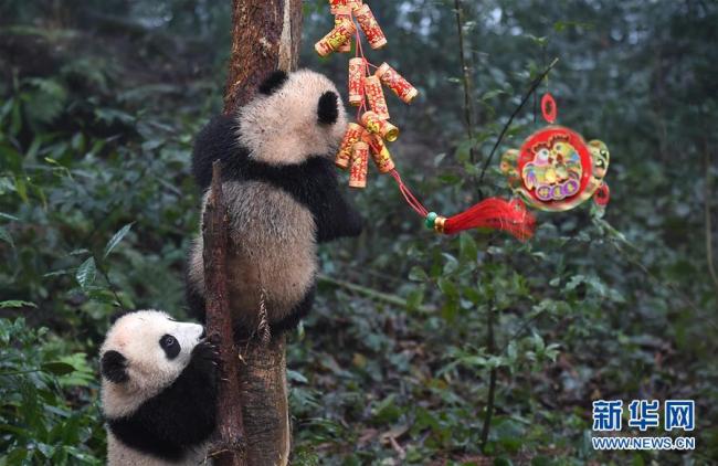 Des bébés pandas géants dans le Centre de conservation et de recherche à la Base des gorges de Bifeng, à Ya'an, dans la province chinoise du Sichuan (sud-ouest), le 11 janvier 2017. (Xinhua/Xue Yubin)