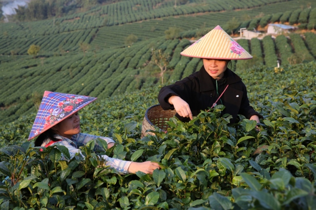 L’assistance aux habitants déshérités de la ville de Qingyuan de la province du Guangdong par la culture de théiers