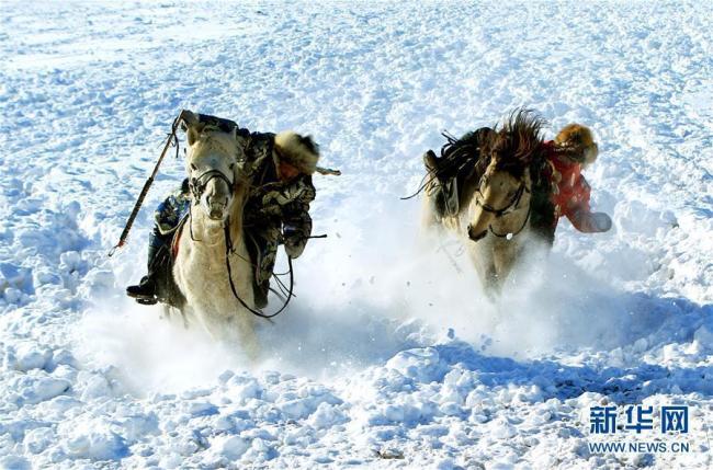 Mongolie intérieure : apprivoisement de chevaux sur la prairie enneigée
