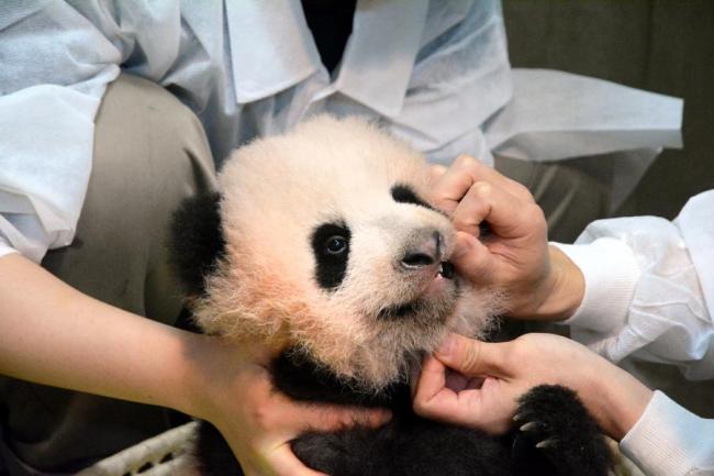 Japon : le petit panda Xiang Xiang va « faire des heures supplémentaires » pour ses fans