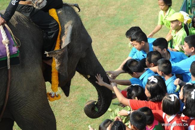  Des personnes donnent à manger à des éléphants avant un match de polo lors de la 16e Coupe du Roi, tournoi annuel de polo à dos d'éléphant, le 8 mars 2018 à Bangkok, en Thaïlande. (Photo : Rachen Sageamsak)