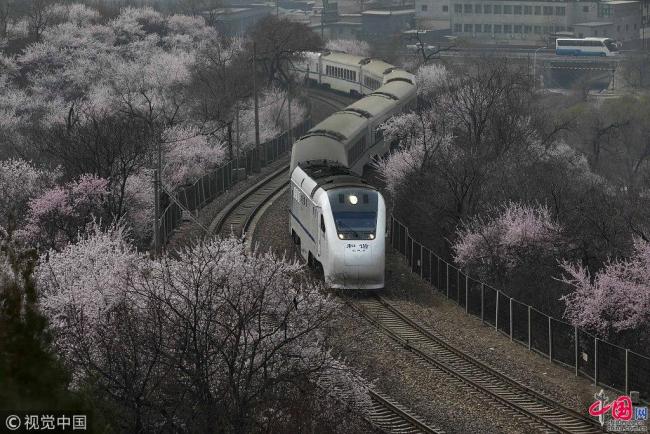 Un train traverse un amas de pêchers sauvages en fleur à la section du col de Juyongguan de la Grande Muraille à Beijing, le 27 mars 2018. 