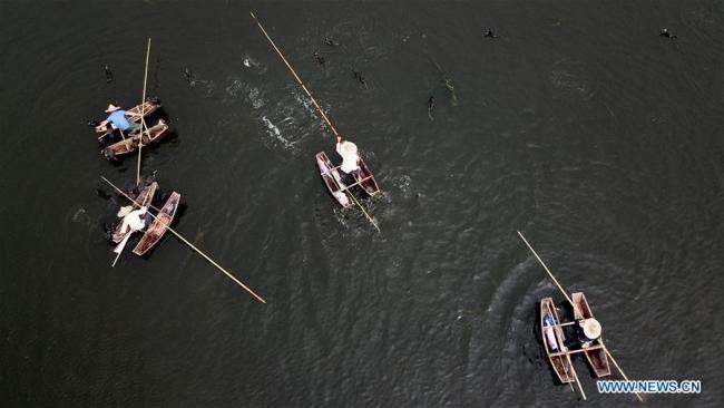  Des villageois pêchent à l'aide de cormorans sur la rivière Suihe, dans le district de Lingbi de la province chinoise de l'Anhui (est), le 29 avril 2018. (Photo : Zhang Duan)