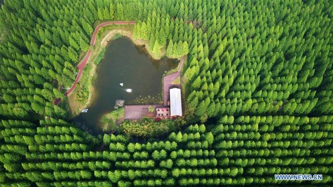 Photo aérienne prise le 13 mai 2018 montrant le paysage du Parc national forestier de la mer Jaune à Dongtai, dans la province chinoise du Jiangsu (est). (Xinhua/Xu Congjun)