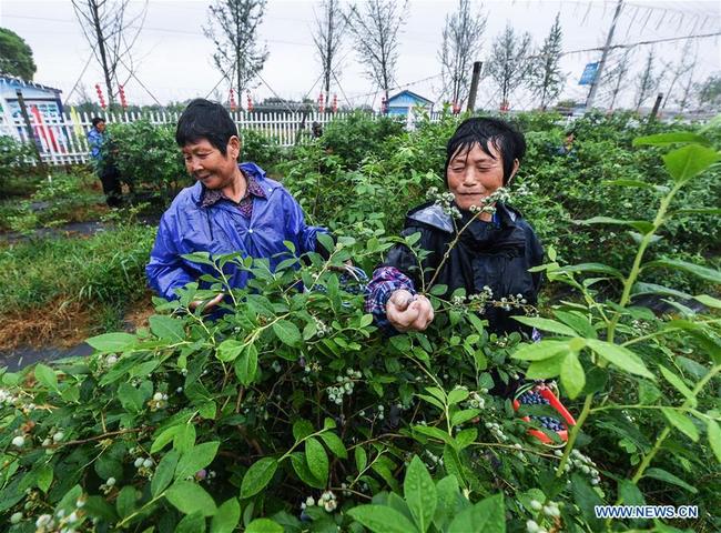 Des paysans récoltent des myrtilles dans une base à Lincheng, dans le district de Changxing, province chinoise du Zhejiang (est), le 19 mai 2018. Les myrtilles de Changxing sont mûres et la récolte attire de nombreux touristes. (Photo : Xu Yu)