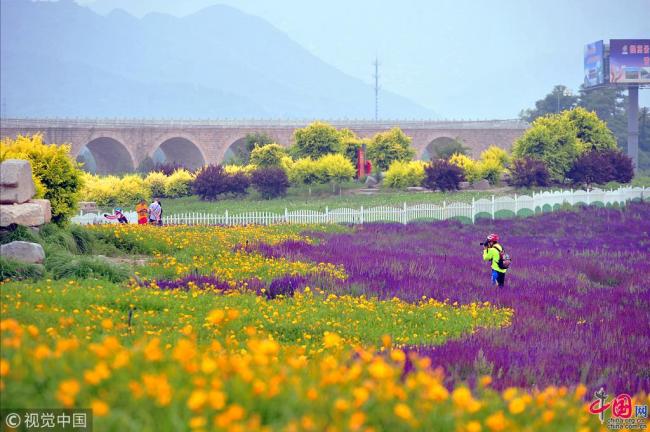 Photos : des milliers de fleurs en pleine floraison en banlieue de Beijing