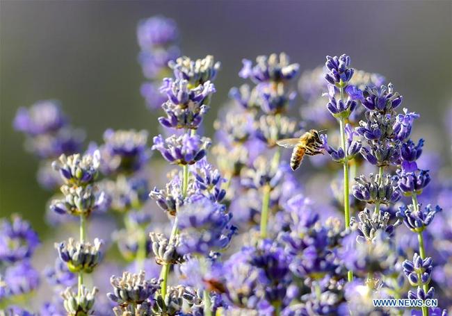 Photo prise le 27 juin 2018 montrant des fleurs de lavande dans la vallée de la rivière Ili, dans le district autonome Xibe de Qapqal, de la préfecture autonome kazakhe d'Ili, dans la région autonome ouïgoure du Xinjiang (nord-ouest de la Chine). (Xinhua/Zhao Ge)