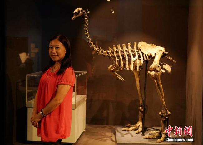 Ouverture à Taipei d’une exposition des trésors du musée d'histoire naturelle de Londres