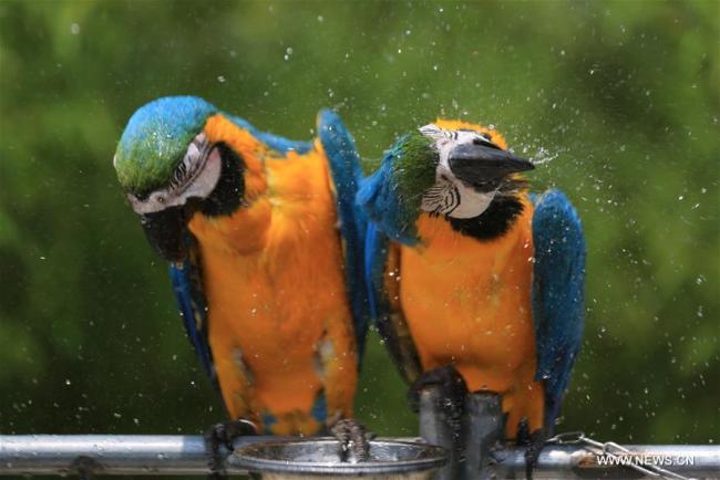 Deux perroquets prennent une douche pour se rafraîchir dans un zoo au village de Zhuquan à Linyi, dans la province chinoise du Shandong (est), le 13 juillet 2018. Les autorités zoologiques ont pris des mesures pour rafraîchir les animaux en été en Chine. (Photo : Wang Yanbing)