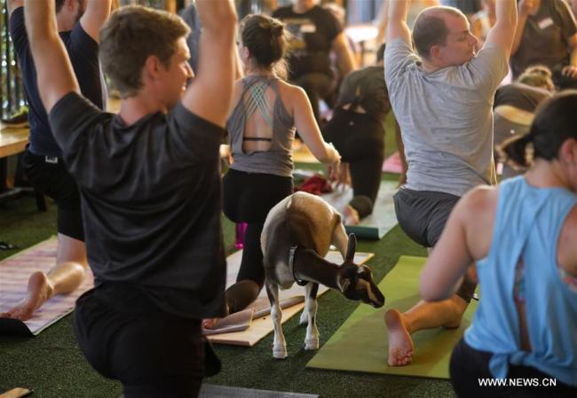 Etats-Unis : du yoga avec une chèvre