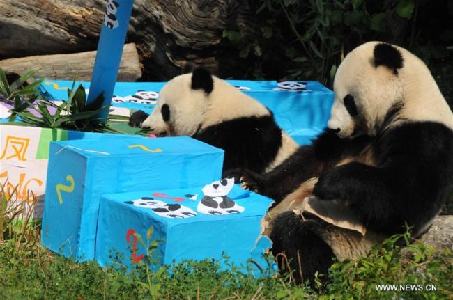 Le panda géant Fu Ban (arrière) et sa mère Yang Yang se trouvent au milieu de cadeaux au zoo de Schönbrunn à Vienne, en Autriche, le 7 août 2018. Les pandas jumeaux Fu Feng et Fu Ban ont célébré mardi leur 2e anniversaire avec leur mère. Comme cadeaux d'anniversaire, ils ont reçu des paquets de pommes de terre et de carottes, ainsi que des pousses de bambou spéciales. (Photo : Liu Xiang)