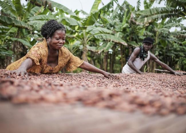 Crédit photo : Agence de presse XinhuaDes agriculteurs font sécher des fèves de cacao à Suhum, à environ 60 km d'Accra, au Ghana, le 29 octobre 2017. Le Ghana est le deuxième plus grand exportateur de cacao du monde. Le gouvernement ghanéen et les planificateurs ont décidé de faire du cacao le principal produit du pavillon du Ghana à l'Exposition internationale d'importation de la Chine (CIIE), qui se déroulera du 5 au 10 novembre à Shanghai, en Chine. (Photo : Dennis Akuoku-Frimpong)