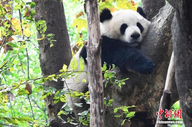 Photos prises le 28 octobre à la Base de recherche sur les pandas géants de Chengdu, montrant les pandas géants profitant d’un beau soleil.