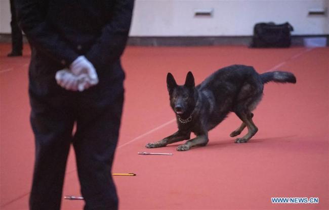 Un chien policier lors d'un concours national de compétences à Beijing, capitale chinoise, le 16 novembre 2018. Le concours s'est achevé vendredi. (Photo : Cai Yang)