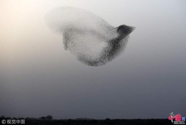Une photo prise le 22 janvier 2018 montrant une bande d’oiseaux « dansant » dans le ciel de Rahat, en Israël.