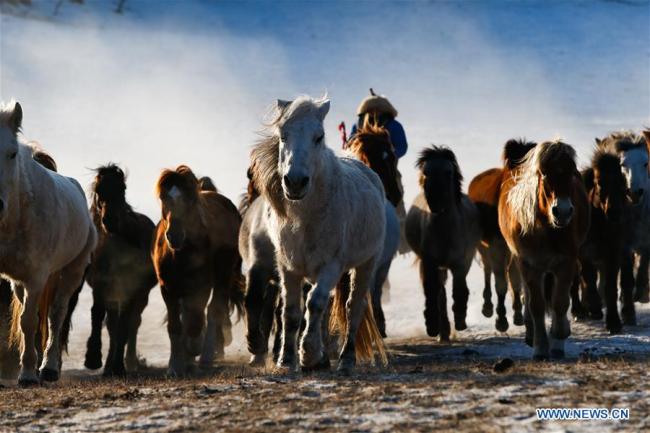 Un gardien de troupeau dresse des chevaux sur une prairie recouverte de neige dans la bannière de Hexigten à Chifeng, dans la région autonome de Mongolie intérieure (nord de la Chine), le 6 janvier 2019. (Xinhua/Yu Dongsheng)