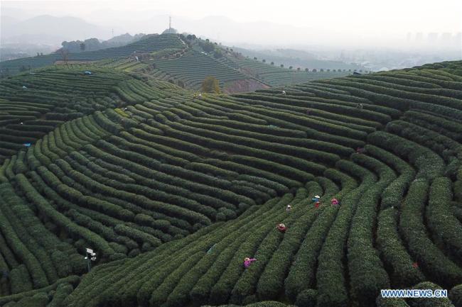 Des travailleurs cueillent des feuilles de thé dans une ferme au village de Longwucha à Hangzhou, capitale de la province chinoise du Zhejiang (est), le 20 mars 2019. La ville de Hangzhou est une région de production majeure du thé Longjing en Chine. (Xinhua/Huang Zongzhi)