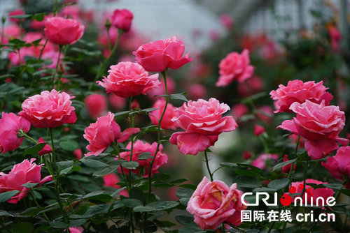 Les roses chinoises à Nanyang