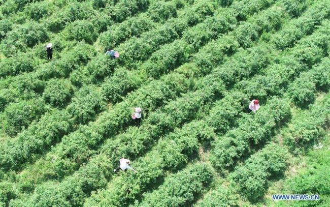 Des agriculteurs cueillent des roses dans une plantation de roses au village de Shizhuang à Haian, dans la province chinoise du Jiangsu (est), le 5 mai 2019. Ces dernières années, le village de Shizhuang s'est engagé à développer l'industrie de la rose en tant que moyen d'augmenter les revenus de la population. (Xinhua/Xiang Zhonglin)