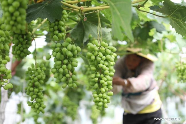 Une agricultrice prend soin des raisins dans une base de plantation de raisins au village de Fenghuang du bourg de Xiaoba à Bijie, dans la province du Guizhou (sud-ouest de la Chine), le 30 juin 2019. (Xinhua/Wang Qingze)