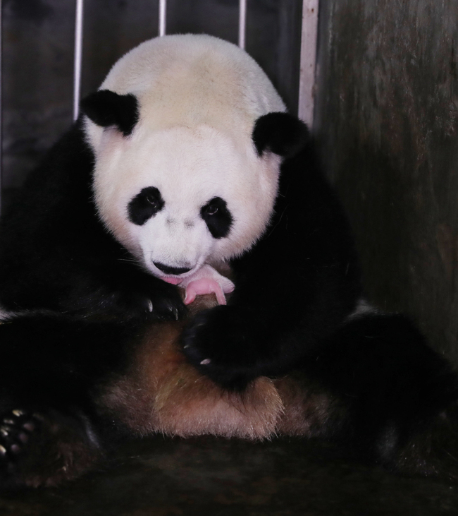 Le panda géant femelle Abao s’occupe d’un de ses nouveaux-nés. (Photo / Base de recherche sur la reproduction du panda géant de Chengdu)