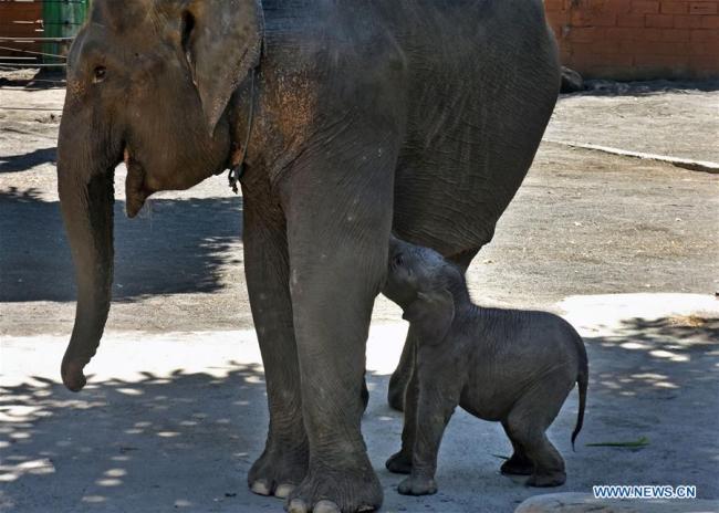 Photo prise le 13 juillet 2019 montrant un bébé éléphant de Sumatra et sa mère dans un zoo à Batu, en Indonésie. (Xinhua/A. Rochman)