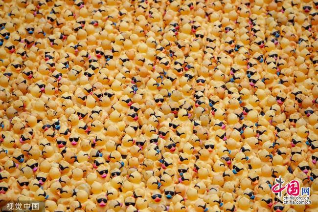 Chicago organise sa « course » annuelle de canards jaunes