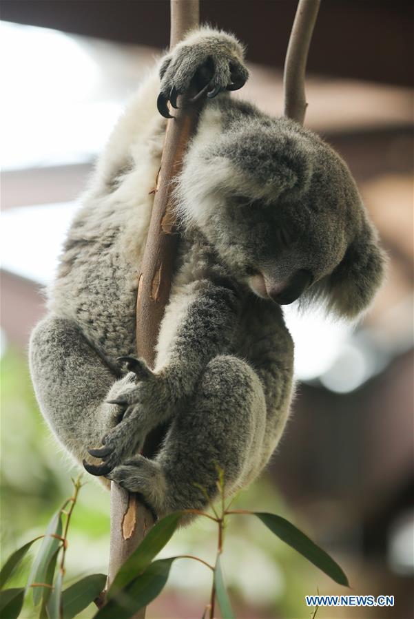 Photo prise le 8 septembre 2019 montrant un koala au parc zoologique Pairi Daiza, à Brugelette, en Belgique. (Xinhua/Zheng Huansong)