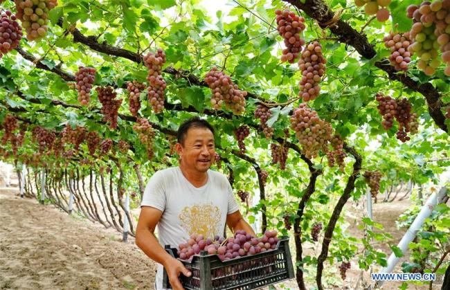 Un agriculteur récolte des raisins dans un village du bourg de Sangyuan dans le district de Huailai de la province du Hebei (nord de la Chine), le 9 septembre 2019. (Xinhua/Yang Shiyao)
