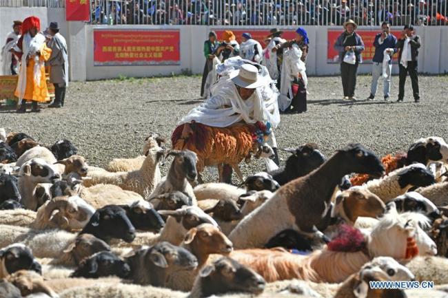 Un berger attrape une tête de troupeau pendant le spectacle de moutons.