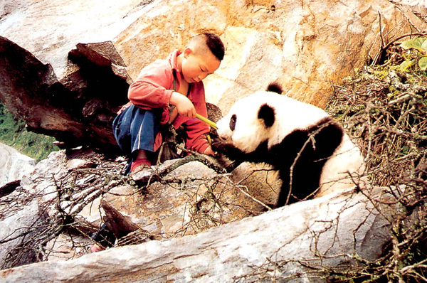 Scènes d’harmonie entre humains pandas