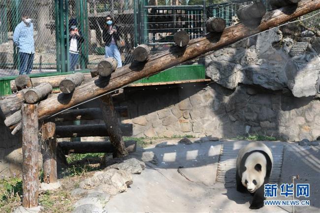 Réouverture du zoo de Beijing