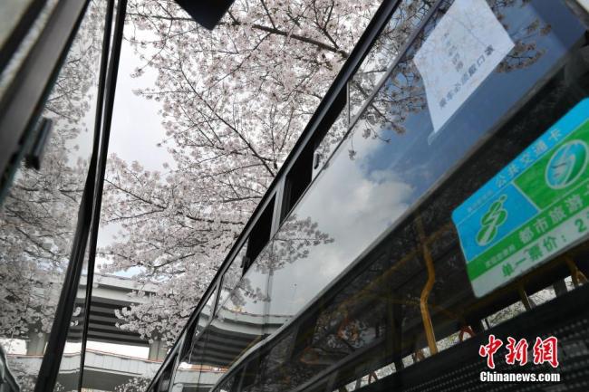 Photo prise le 31 mars, montrant des cerisiers en pleine floraison près de l'arrêt de bus de Puxi, situé sous le pont Nanpu à Shanghai, qui est connu comme « le plus bel arrêt de bus » de la ville selon les internautes. (Photos : Zhang Hengwei/Chinanews)