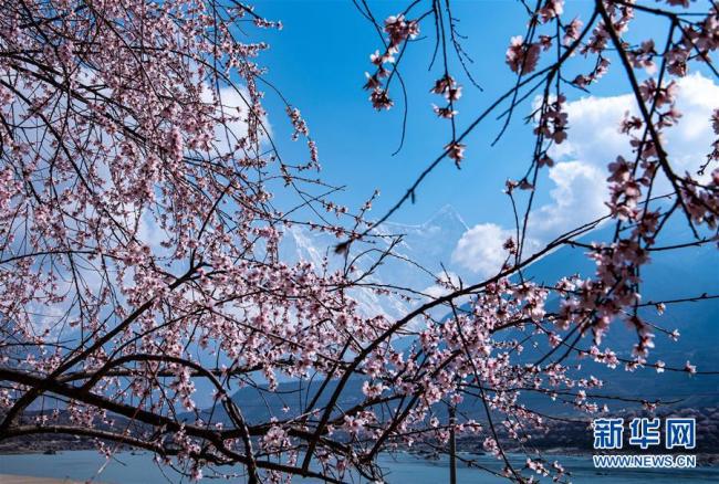 Photo prise le 1er avril, montrant des fleurs de pêcher en pleine floraison au fleuve Yarlung Zangbo, dans la région autonome du Tibet. Au printemps, les fleurs sur les deux rives du fleuve Yarlung Zangbo offrent à la vue un paysage magnifique.