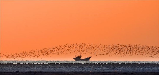 La vague d'oiseaux (Photo/Zhang Xuyong)