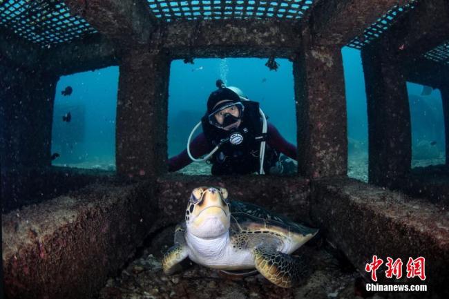  		Envoyer 				[A A] Sélection de clichés primés d'un concours de photographie sous-marine à Sanya