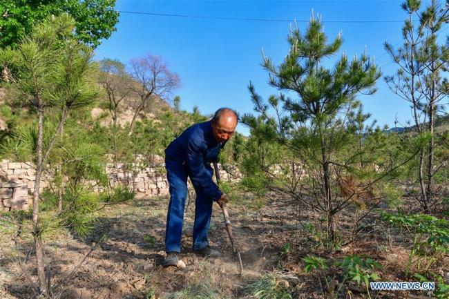 Cao Liuren désherbe de jeunes arbres sur l'ancien site du village de Zhaojiawa, dans le comté de Kelan de la ville de Xinzhou, dans la province du Shanxi (nord de la Chine), le 20 mai 2020. 