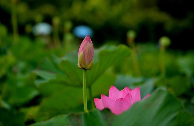 Chine: fleurs de lotus au Henan