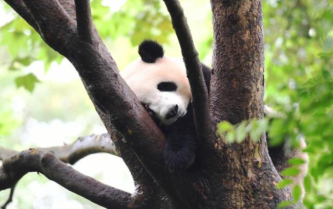Un panda joue dans le Centre de recherche sur les pandas géants de Chengdu, dans la province du Sichuan, le 7 août 2020.