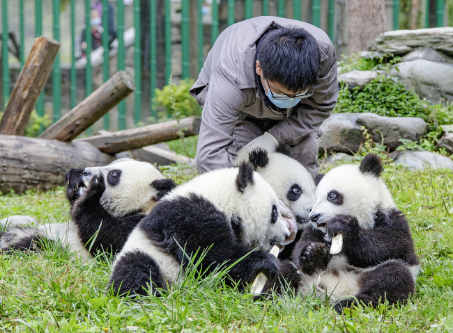 Sichuan : des pandas géants célèbrent ensemble leur premier anniversaire