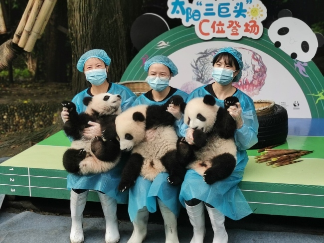 Photos : des bébés pandas géants présentés au public à Chengdu