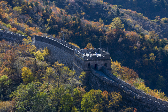 Photo aérienne prise le 24 octobre, montrant une vue de la section de Mutianyu de la Grande Muraille à Beijing. En automne, la Grande Muraille de Mutianyu présente un charme fascinant avec son climat agréable et ses paysages automnaux magnifiques. 