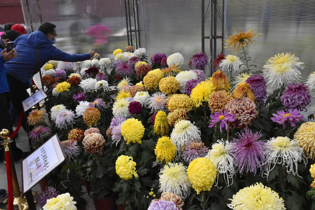 Chine : exposition de chrysanthèmes à Beijing