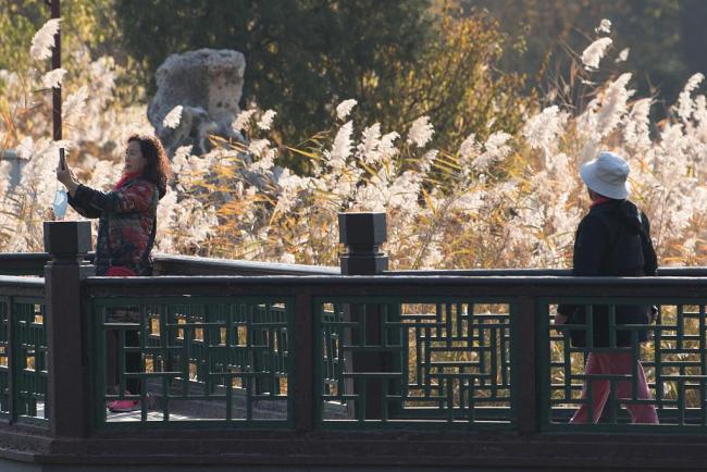 Des touristes prennent des photos sous des ginkgos au parc Yuanmingyuan à Beijing, capitale de la Chine, le 4 novembre 2020.