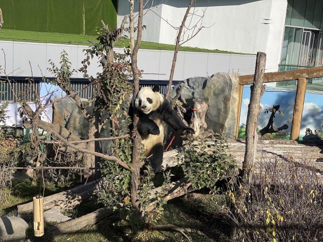Chine: pandas géants dans une maison du panda géant au Qinghai
